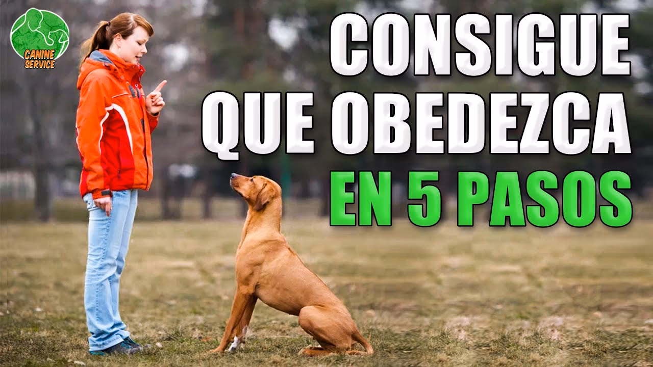 ¿Cómo estimular a tu perro?