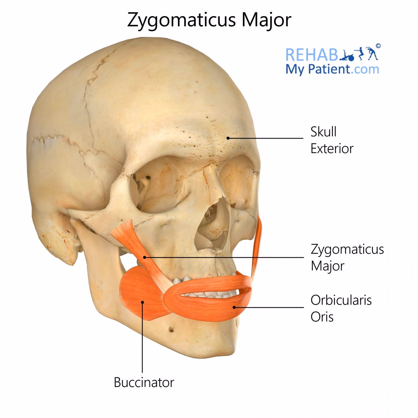 ¿Cómo fortalecer el músculo cigomático mayor?