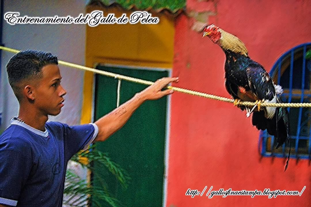 ¿Qué es el entrenamiento de gallos de pelea?