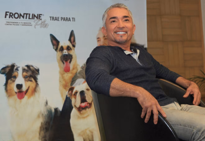 ¿Cuáles son los mejores perros de compañía?