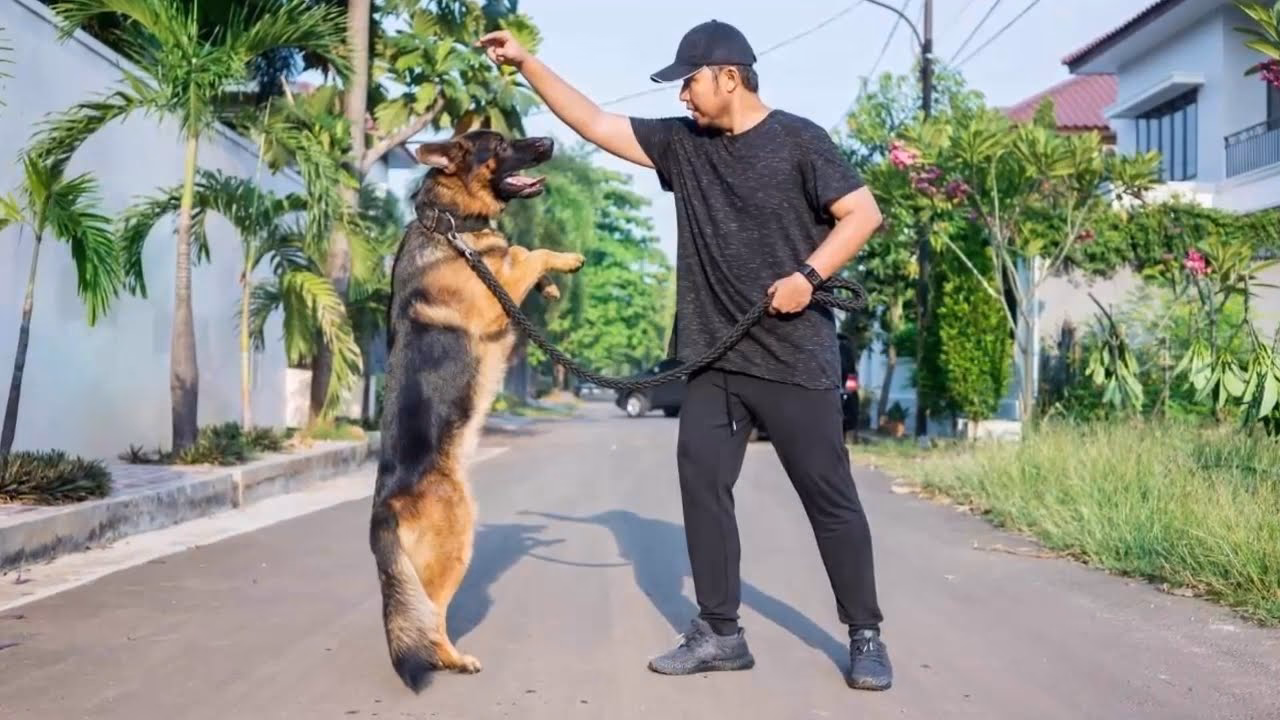 ¿Cómo ayudar a un pastor alemán?