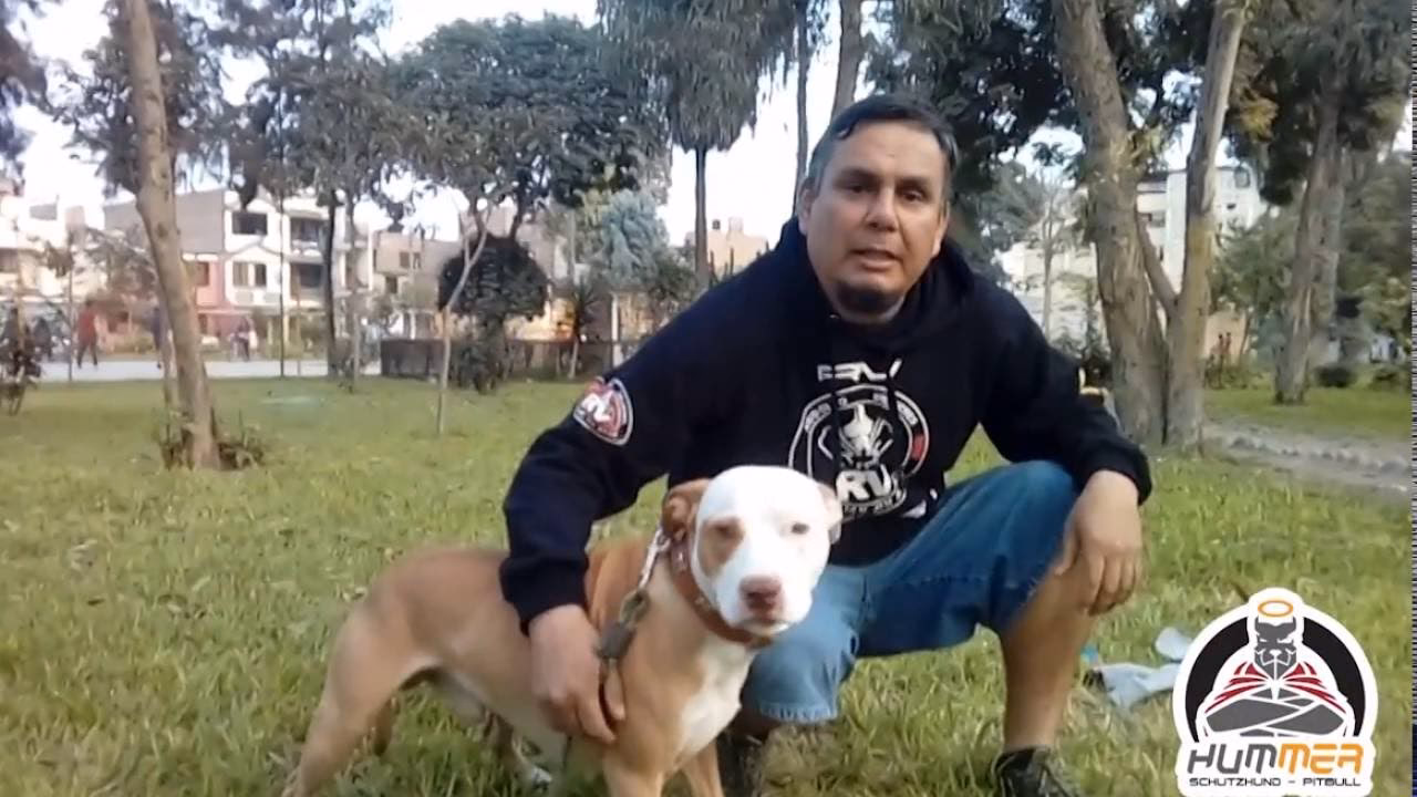 ¿Cómo es la educación de un pitbull?