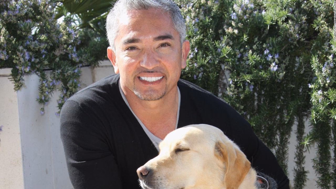 ¿Qué hace un entrenador de perros?