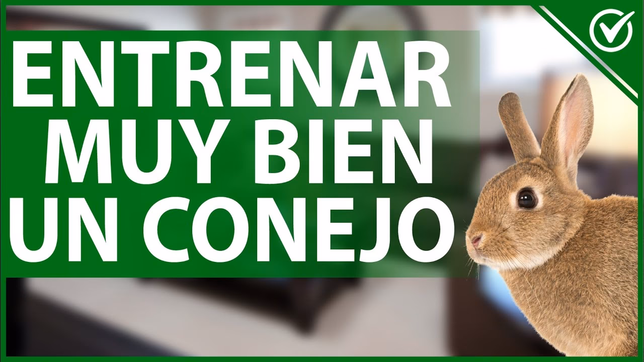 ¿Cómo entrenar un conejo?