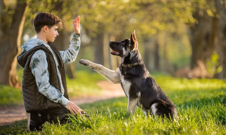¿Cómo mejorar el comportamiento de tu perro?