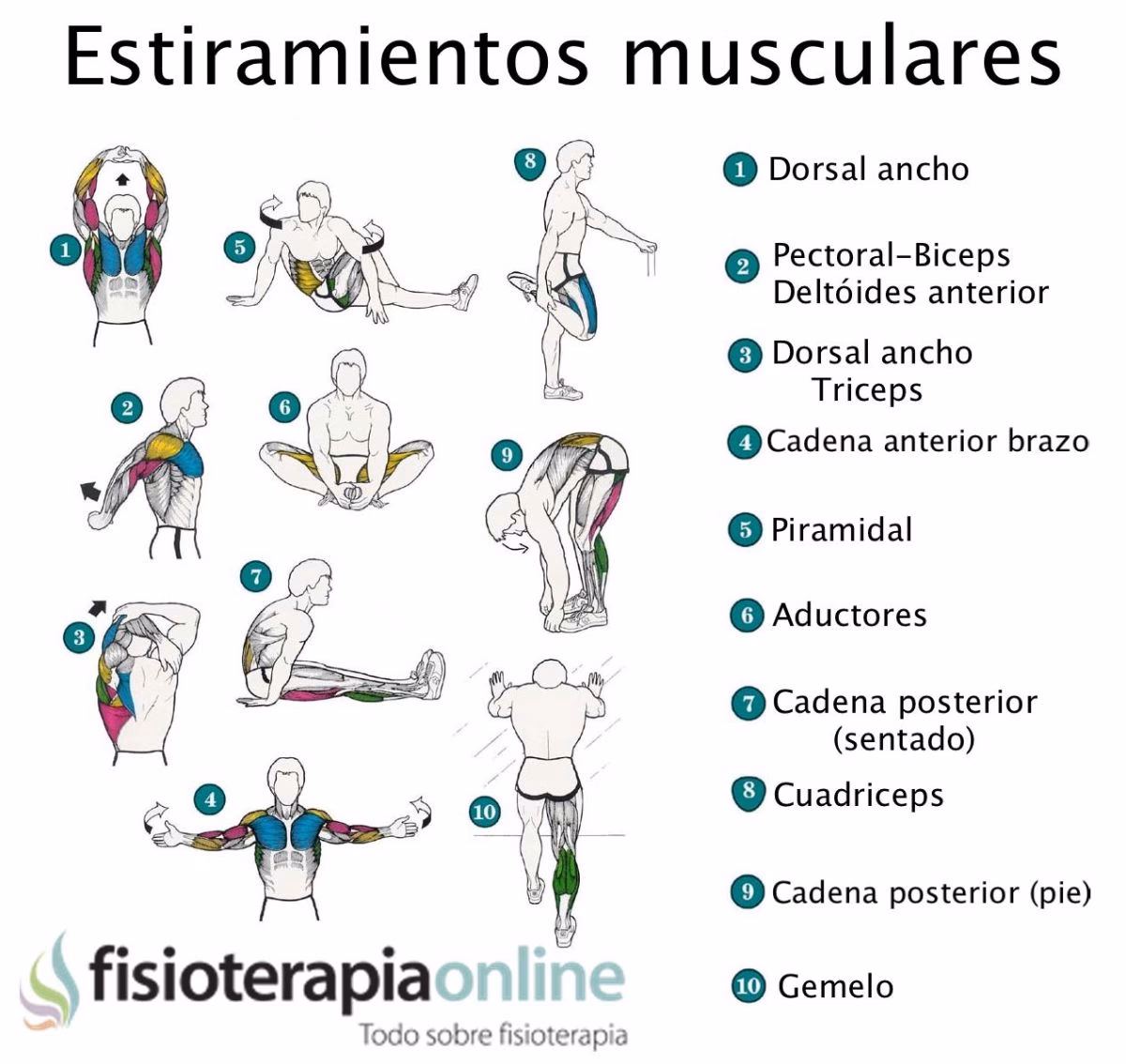 ¿Cómo dividir los grupos musculares para entrenar?