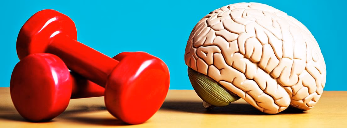 ¿Cuál es el impacto del ejercicio en el cerebro?