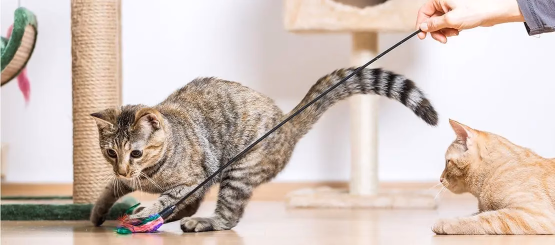 ¿Por qué los gatos son imposibles de entrenar?