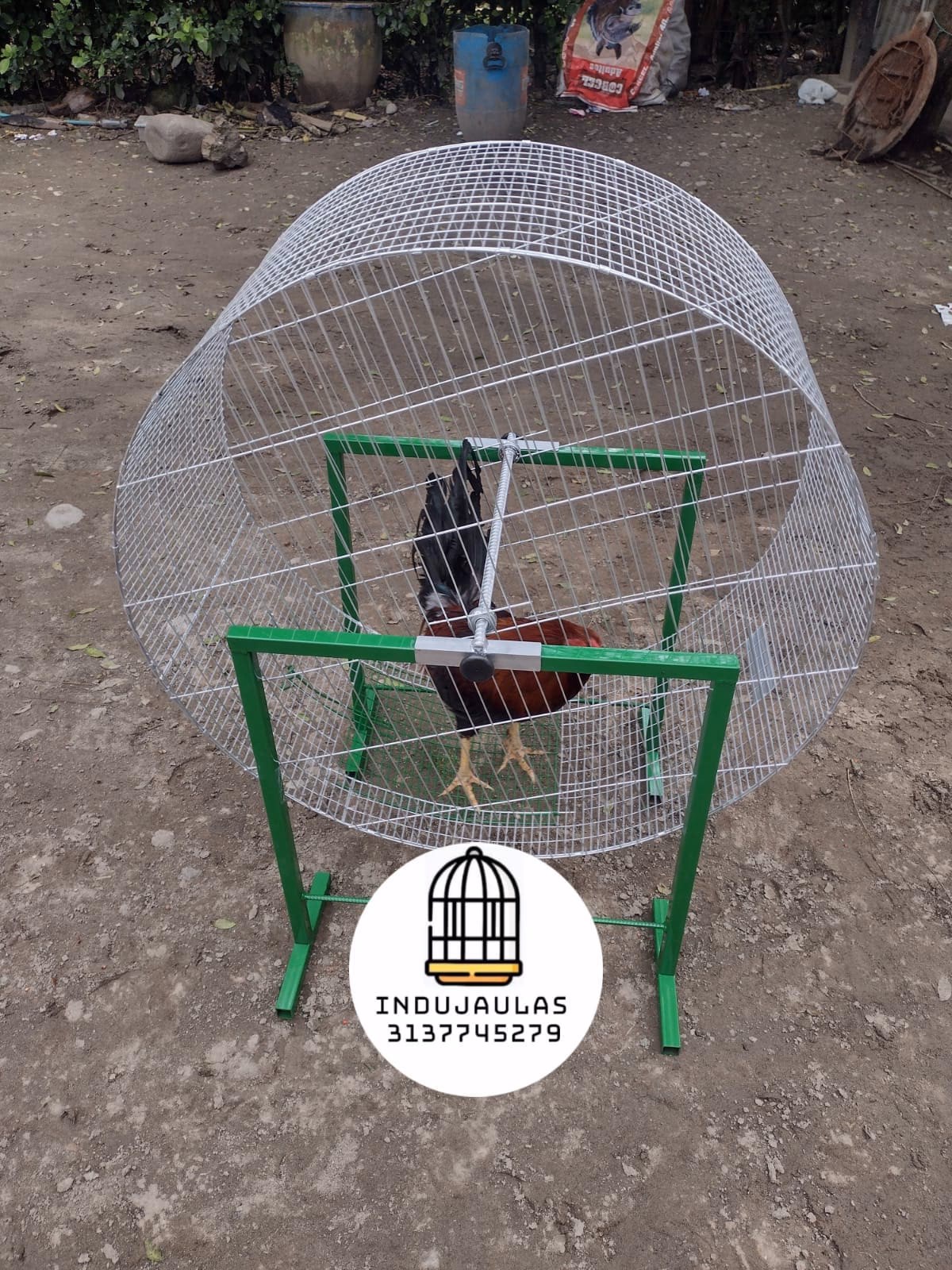 ¿Cómo entrenar a los Gallos?