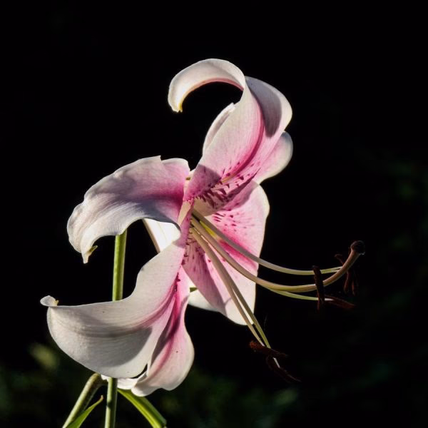 ¿Cómo podemos fomentar el liderazgo femenino?