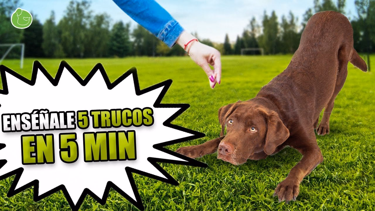 ¿Por qué es importante practicar trucos con perros?