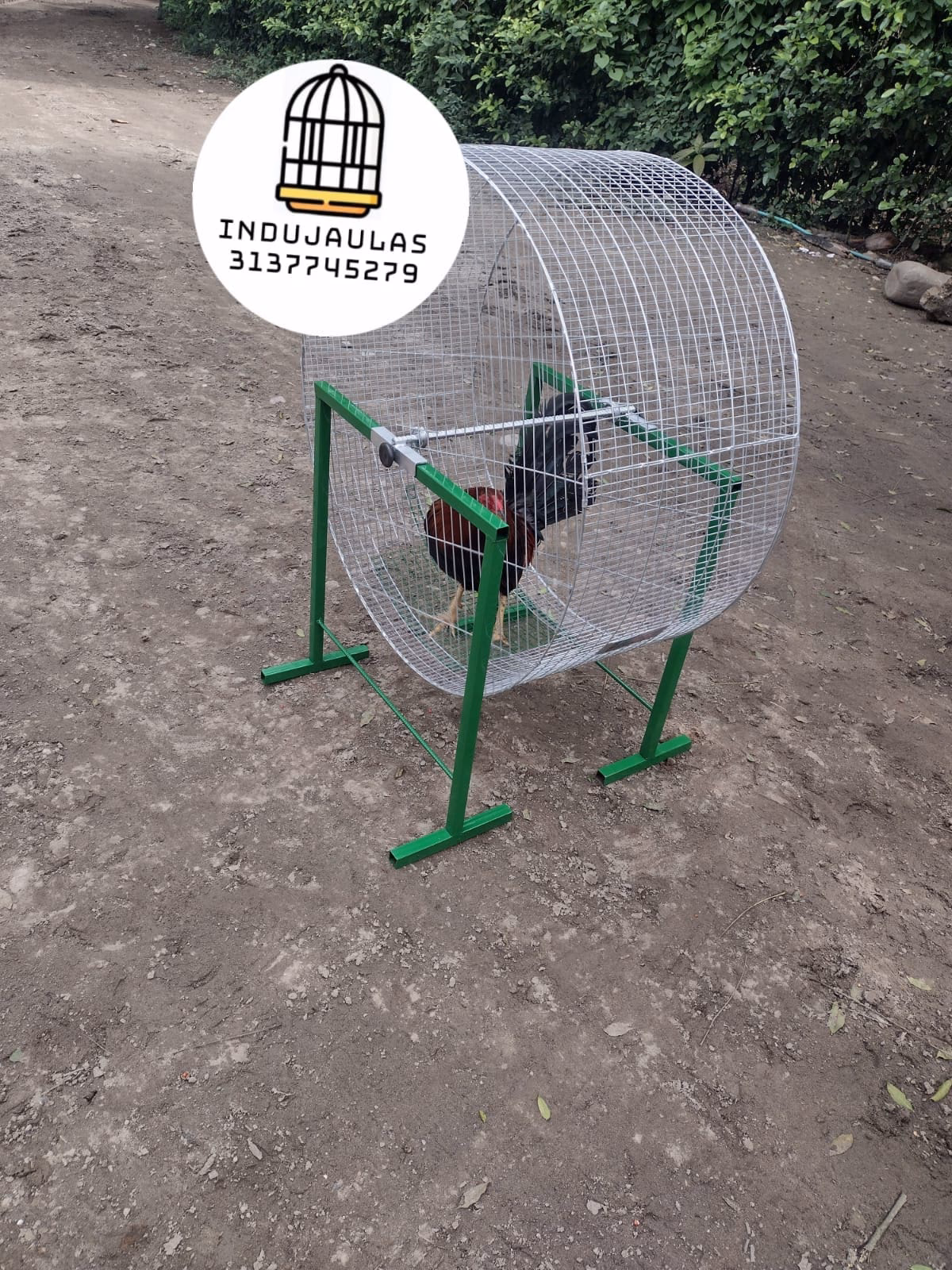 ¿Cuál es el mejor momento para entrenar a los Gallos?